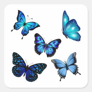 Sticker Carré Papillon Monarque Bleu
