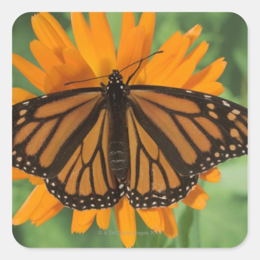Sticker Carré Papillon monarque (Danaus plexippus) en pot (Devant)