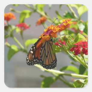 Sticker Carré Papillon Monarque sur un Buddleia Rouge