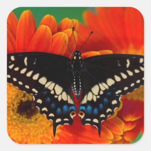 Sticker Carré Papillon noir à queue fourchue sur une marguerite