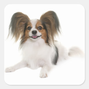 Sticker Carré Papillon Puppy Dog - Love Puppies, Bonjour
