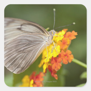 Sticker Carré Papillon simple sur fleurs jaunes et rouges