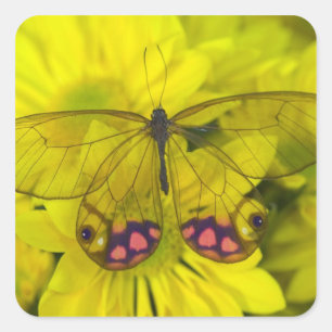 Sticker Carré Papillon sur jaune