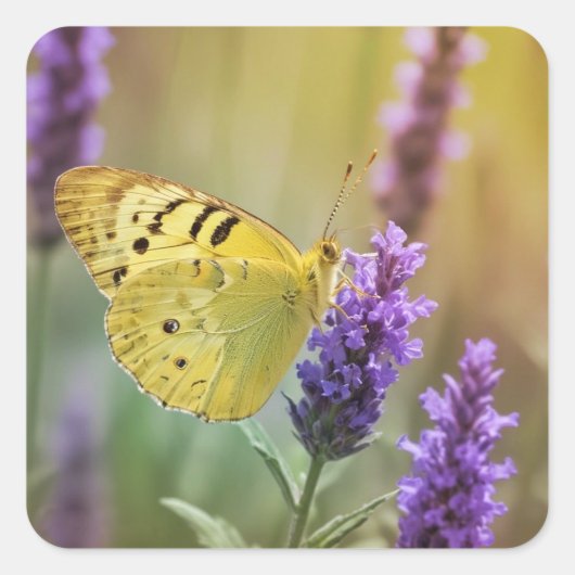 Sticker Carré Papillon sur Lavender (Devant)