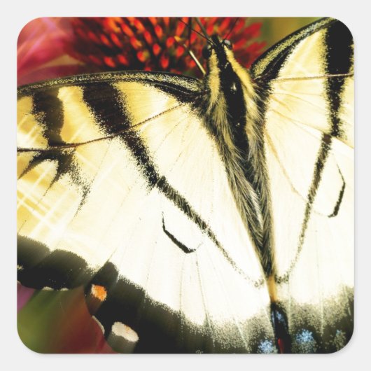 Sticker Carré Papillon Swallowtail (Devant)