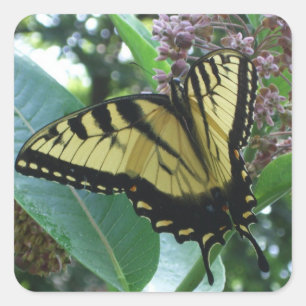 Sticker Carré Papillon Swallowtail I sur Milkweed à Shenandoah