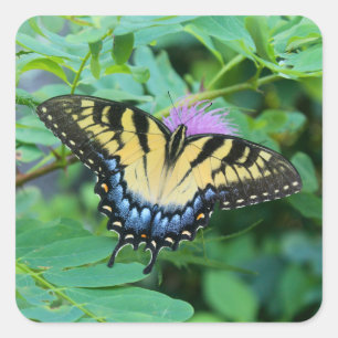Sticker Carré Papillon swallowtail tigre de l'est
