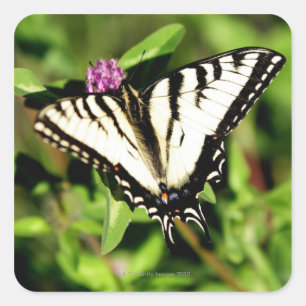 Sticker Carré Papillon Tiger Swallowtail. Papilio glacus.
