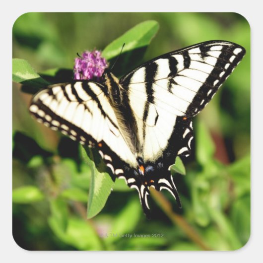 Sticker Carré Papillon Tiger Swallowtail. Papilio glacus. (Devant)