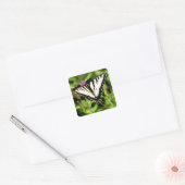 Sticker Carré Papillon Tiger Swallowtail. Papilio glacus. (Enveloppe)