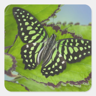 Sticker Carré Papillon vert