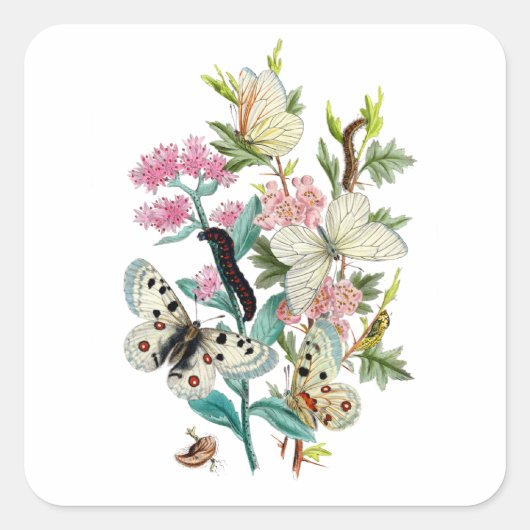 Sticker Carré Papillons de l'été (Devant)