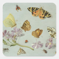 Papillons, papillons de nuit et autres insectes