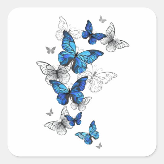 Sticker Carré Papillons volants bleus Morpho (Devant)