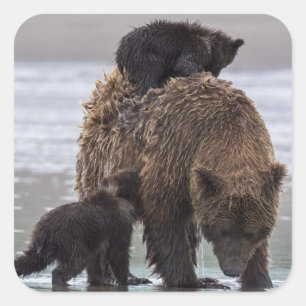 Sticker Carré Parc national de Clark de lac bear Brown