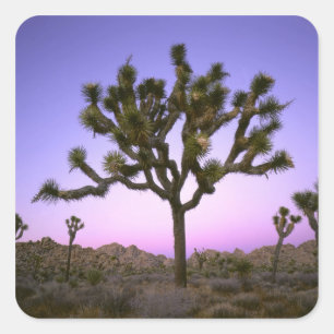 STICKER CARRÉ PARC NATIONAL DE JOSHUA TREE, CALIFORNIE. ÉTATS-UN