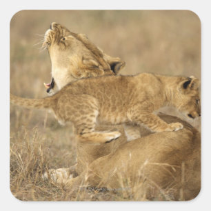 Sticker Carré Parc national du Serengeti, Tanzanie