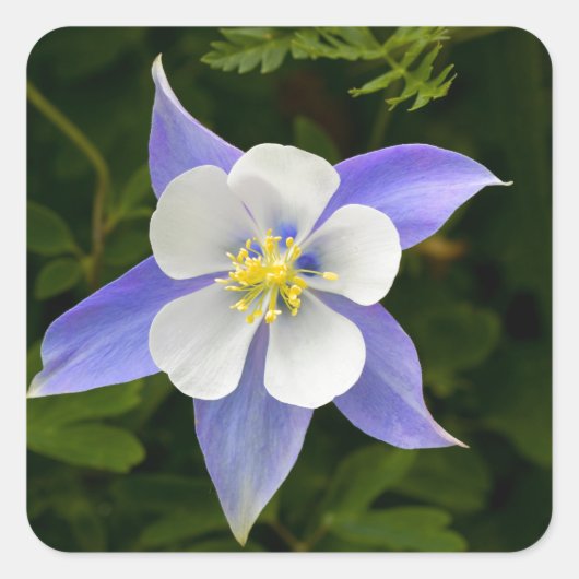 Sticker Carré Parfait (Devant)