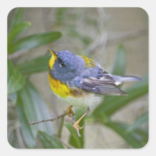 Sticker Carré Paruline à gorge noire (Parula americana)