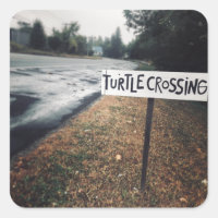 passage des tortues