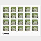 Sticker Carré Passiflore de Galapagos Passiflora foetida (Feuille)