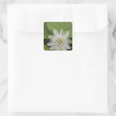 Sticker Carré Passiflore de Galapagos Passiflora foetida (Sac)