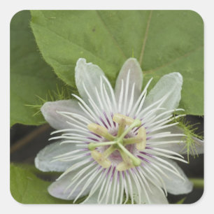Sticker Carré Passiflore de Galapagos Passiflora foetida
