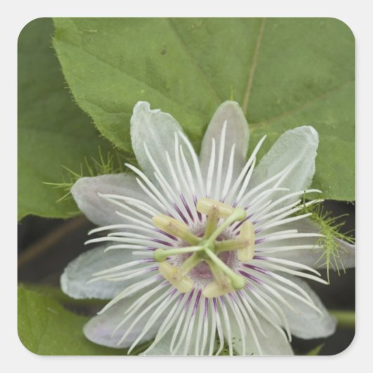 Sticker Carré Passiflore de Galapagos Passiflora foetida (Devant)