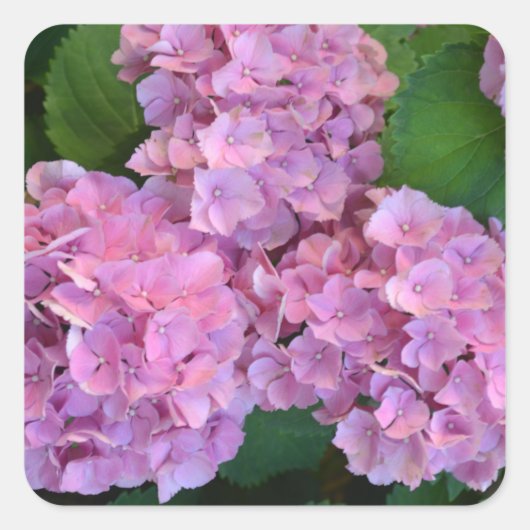 Sticker Carré Pastel rose Hortensia hydrangea fleurs (Devant)