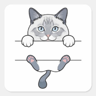 Sticker Carré Pattes de chat siamois qui regardent Haricots rose