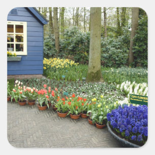 Sticker Carré Pays-Bas aka Hollande), Lisse. Keukenhof 11