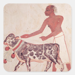 Sticker Carré Paysan conduisant une vache à sacrifier