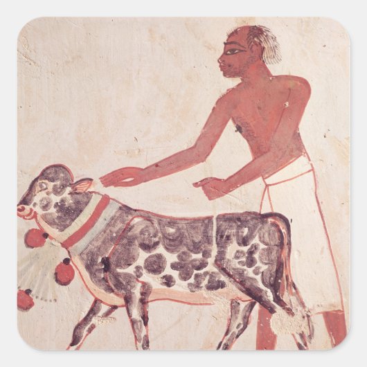 Sticker Carré Paysan conduisant une vache à sacrifier (Devant)