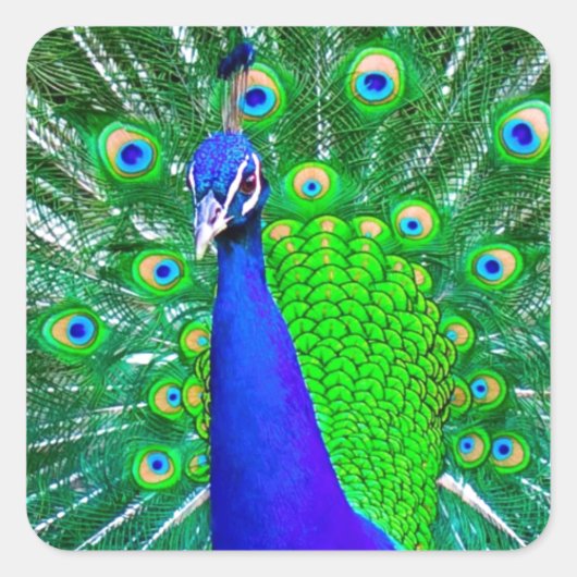 Sticker Carré Peacock avec queue foulée (Devant)