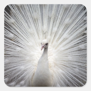 Sticker Carré Peacock blanc avec plumes éteintes