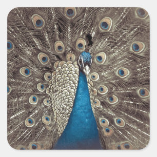 Sticker Carré Peacock bleu antique