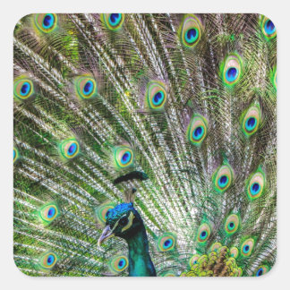 Sticker Carré Peacock étonnant et plumes accessoires photo