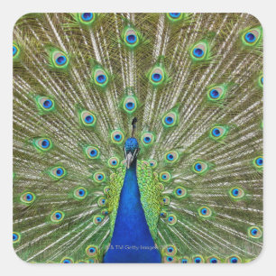Sticker Carré Peacock montrant ses plumes