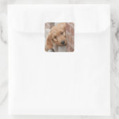 Sticker Carré Peecing de Goldendoodle (Sac)