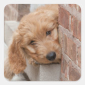 Sticker Carré Peecing de Goldendoodle (Devant)