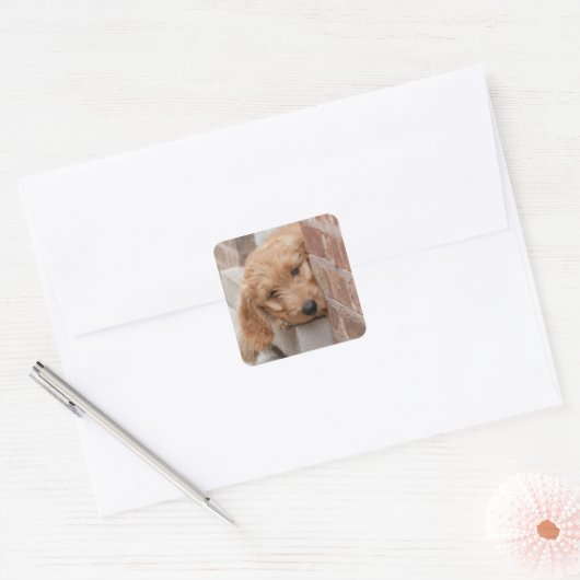 Sticker Carré Peecing de Goldendoodle (Enveloppe)