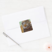 Sticker Carré Peinture Cute Sleeping Tiger Cub (Enveloppe)