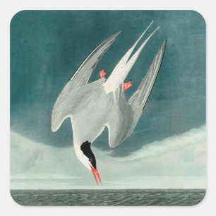 Sticker Carré Peinture de faune d'oiseau de sterne arctique Audu