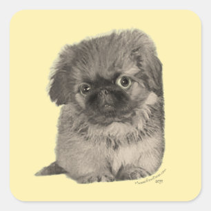 Sticker Carré Pekingese Chiot jaune