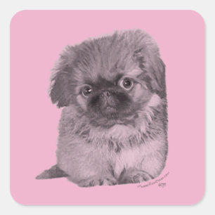 Sticker Carré Pekingese Chiot rose
