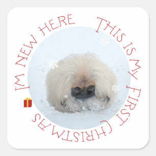 Sticker Carré Pékinois premier Noël