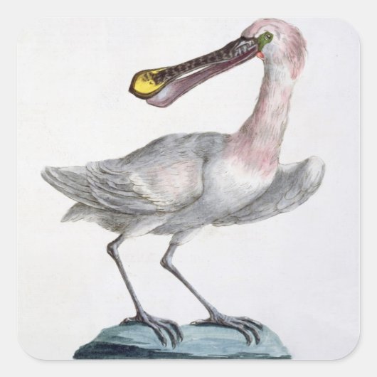 Sticker Carré Pelican, c.1767-76 (main coloured engraving) (Devant)