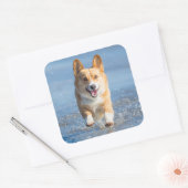 Sticker Carré Pembroke Welsh (Enveloppe)