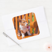 Sticker Carré Pembroke Welsh (Enveloppe)