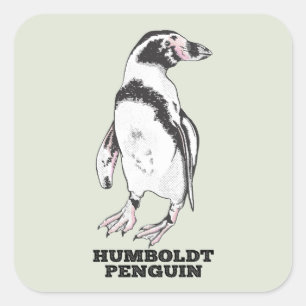 Sticker Carré Penguin de Humboldt